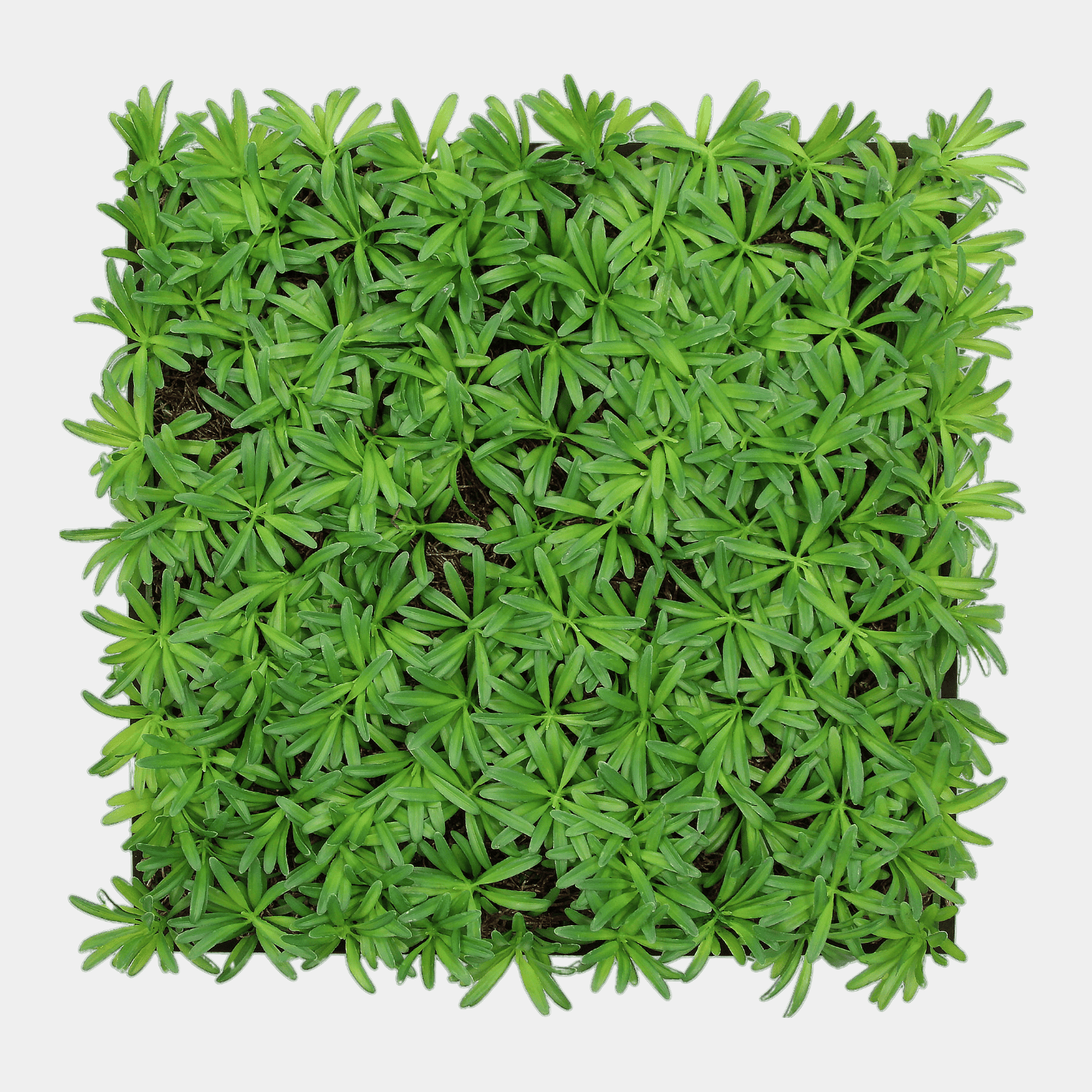 Akoestisch Plantpaneel 52x52cm - Podocarpus Tea Tree